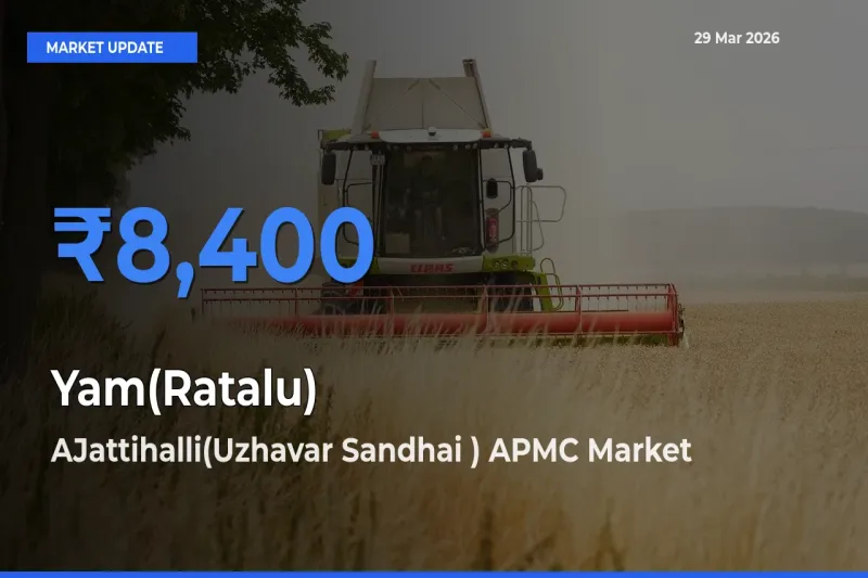 AJattihalli(Uzhavar Sandhai ) APMC Emerges as Top Mandi for Yam(Ratalu) Prices Today