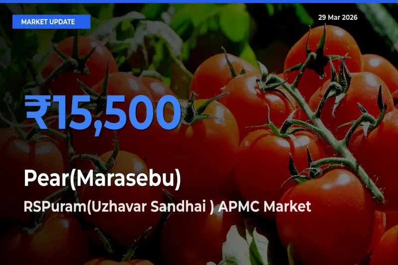 RSPuram(Uzhavar Sandhai ) APMC Tops Pear(Marasebu) Rates – March 29 Market Update