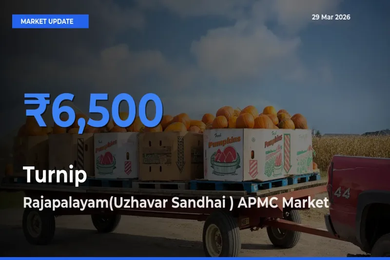 Turnip Mandi Rate Today: Rajapalayam(Uzhavar Sandhai ) APMC Tops the List