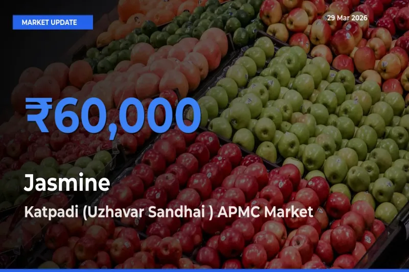 Katpadi (Uzhavar Sandhai ) APMC Records Highest ₹60,000 Rate for Jasmine