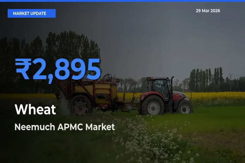 Neemuch APMC Tops Wheat Mandi Rates Today