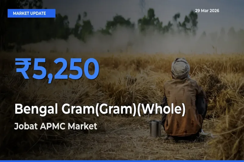Jobat APMC Tops Bengal Gram(Gram)(Whole) Rates – March 29 Market Update