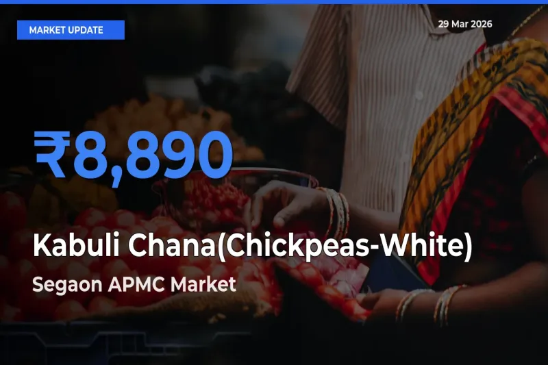 Segaon APMC Offers ₹8,890 – Highest Kabuli Chana(Chickpeas-White) Rate Today