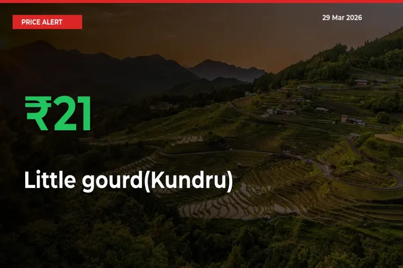Little gourd(Kundru) Rises 21.39% at Mandis