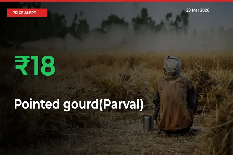 Pointed gourd(Parval) Rises 17.79% at Mandis