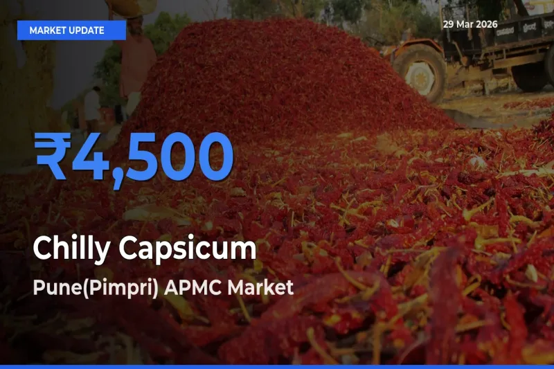 Pune(Pimpri) APMC Tops Chilly Capsicum Mandi Rates Today