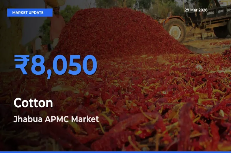 Jhabua APMC Emerges as Top Mandi for Cotton Prices Today