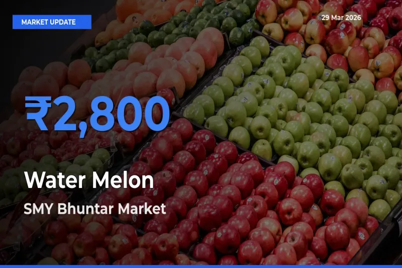 SMY Bhuntar Tops Water Melon Mandi Rates Today