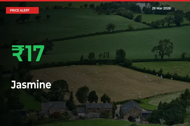 Big Rally! Jasmine Climbs 17.41% in 24 Hours at Top Mandis