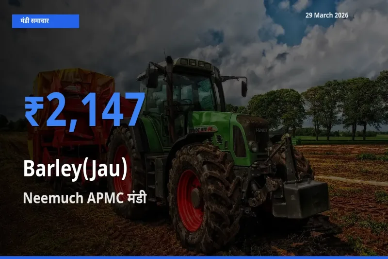 Neemuch APMC मंडी में आज जौ के सबसे ऊँचे दाम दर्ज