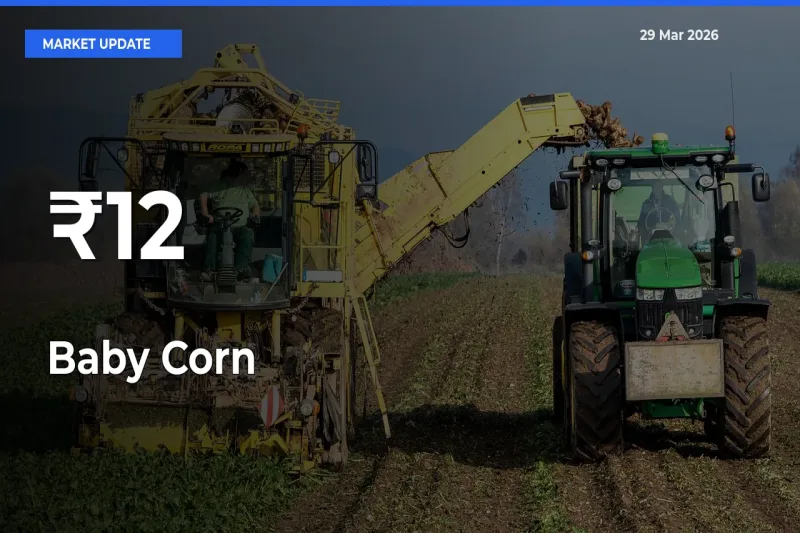 Baby Corn Mandi Prices Move in Sync Across Major Markets Today