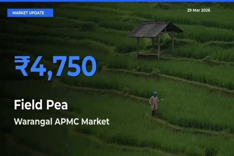 Market Watch: Warangal APMC Becomes Top Mandi for Field Pea