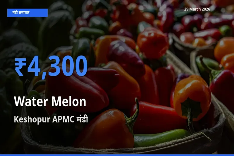 आज का मंडी भाव: तरबूज के सबसे ज़्यादा दाम Keshopur APMC में