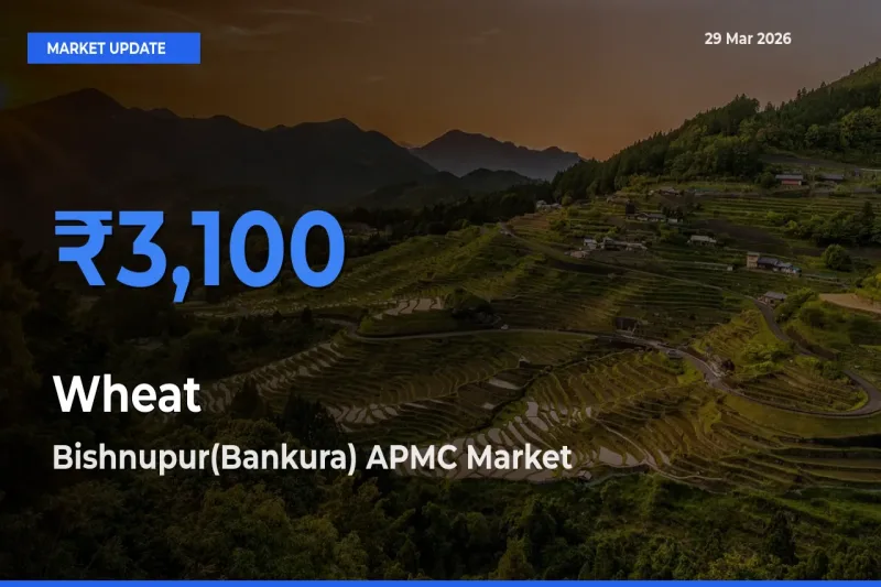 Bishnupur(Bankura) APMC Tops Wheat Mandi Rates Today