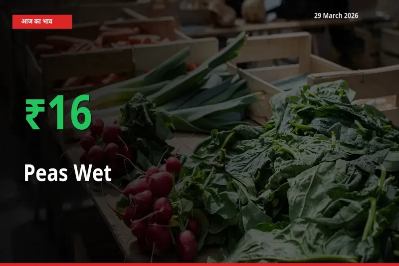 हरी मटर 15.87% उछला, मंडी