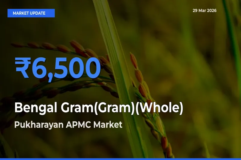 Pukharayan APMC Offers ₹6,500 – Highest Bengal Gram(Gram)(Whole) Rate Today