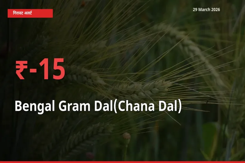 स्थानीय मंडी में चना दाल के दाम अचानक 15.12% गिरे, किसानों की चिंता बढ़ी
