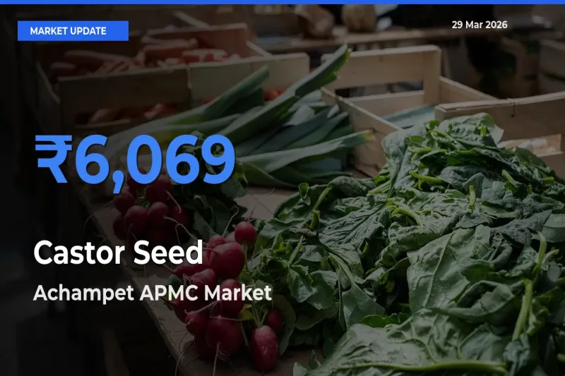 Achampet APMC Tops Castor Seed Mandi Rates Today