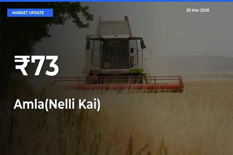 Multi-Mandi Trend Emerges as Amla(Nelli Kai) Prices Shift Across Key Markets