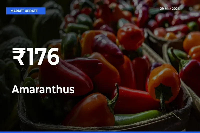 Amaranthus Prices Gain Momentum Across 176+ Mandis – Market Trend Strengthens
