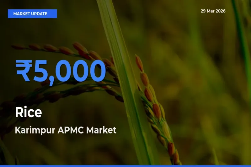 Market Watch: Karimpur APMC Becomes Top Mandi for Rice
