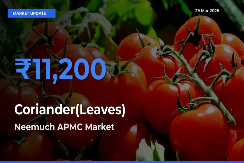 Coriander(Leaves) Mandi Rate Today: Neemuch APMC Tops the List