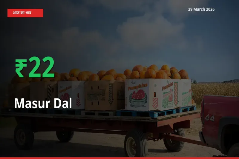 तेज़ तेजी! मंडी में मसूर दाल के दाम 21.58% चढ़े