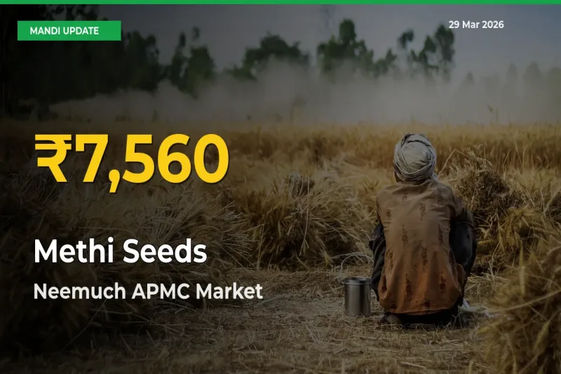 Methi Seeds Price Rally Continues – Neemuch APMC Hits Fresh High Today
