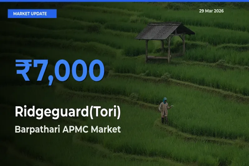 Barpathari APMC Tops Ridgeguard(Tori) Mandi Rates Today