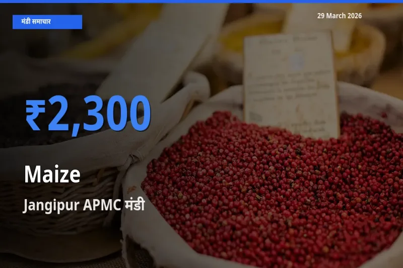 Jangipur APMC मंडी में मक्का ₹2,300 पर पहुँचा – आज का सर्वोच्च भाव