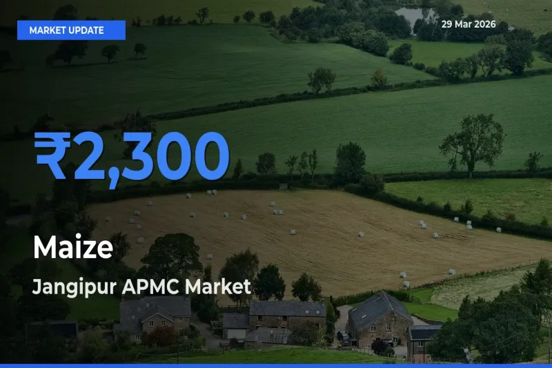 Jangipur APMC Tops Maize Mandi Rates Today