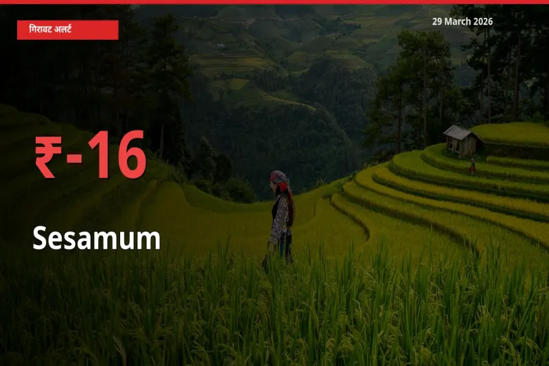 तिल (गिंगेली) 15.64% गिरा, मंडी