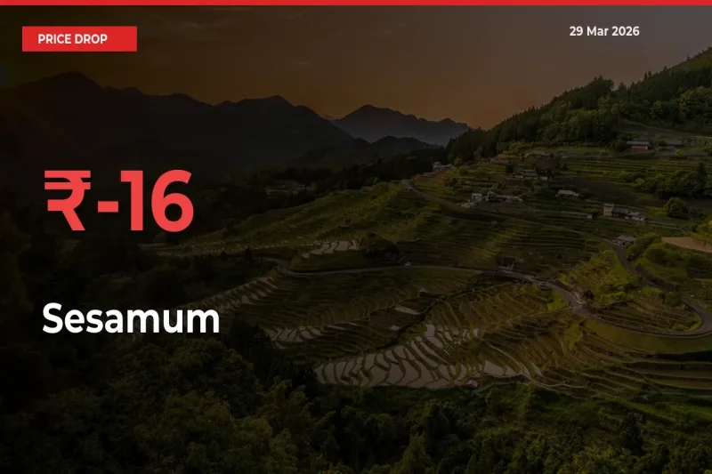 Sesamum Mandi Rate Today: Prices Fall 15.64% at Market