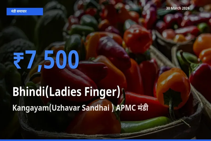 आज का मंडी भाव: भिंडी के सबसे ज़्यादा दाम Kangayam(Uzhavar Sandhai ) APMC में
