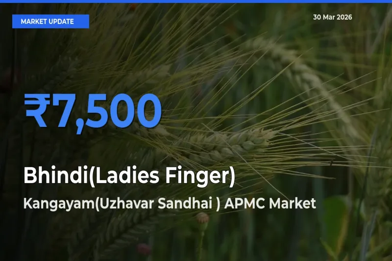 Kangayam(Uzhavar Sandhai ) APMC Leads as Top Mandi for Bhindi(Ladies Finger) Prices