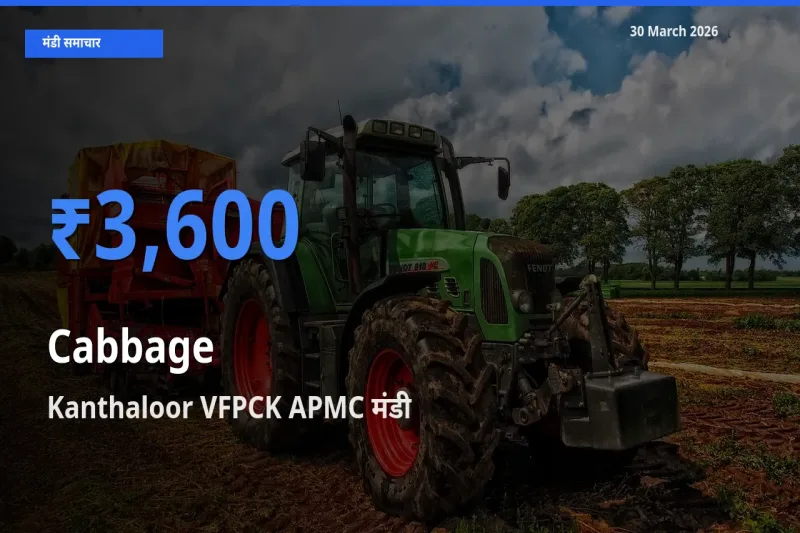 Kanthaloor VFPCK APMC मंडी में आज पत्ता गोभी के सबसे ऊँचे दाम दर्ज