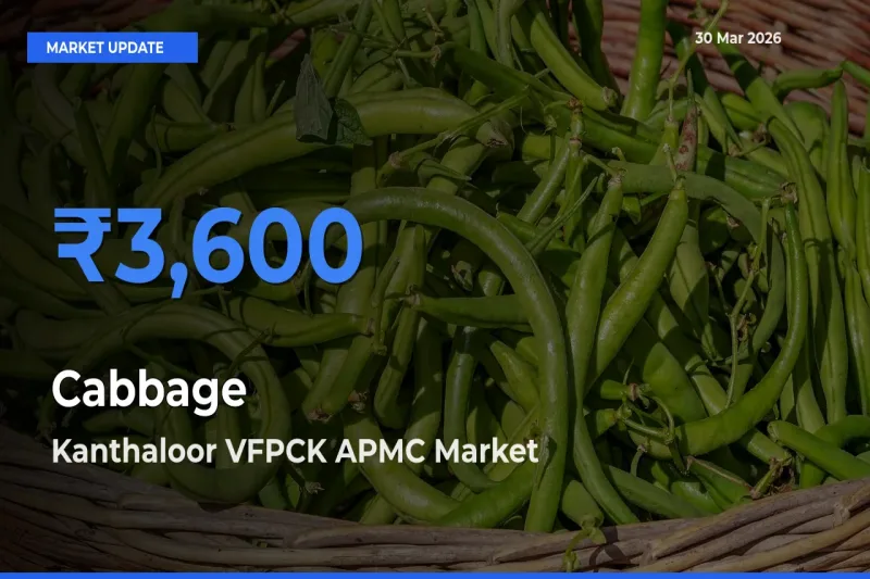 Kanthaloor VFPCK APMC Tops Cabbage Rates – March 30 Market Update