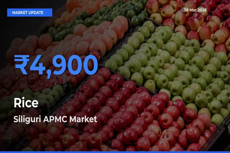 Farmers Prefer Siliguri APMC as Rice Hits Highest Rate