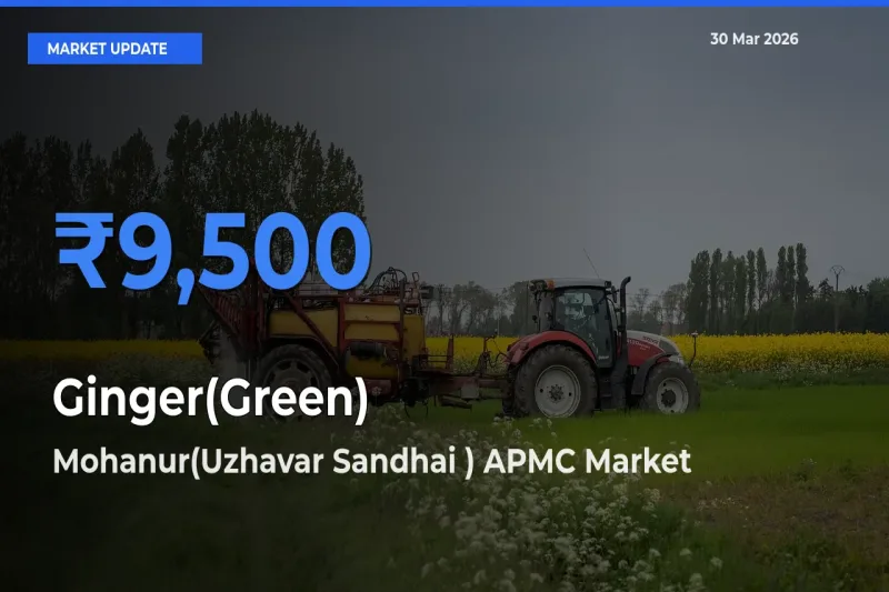 Market Watch: Mohanur(Uzhavar Sandhai ) APMC Becomes Top Mandi for Ginger(Green)
