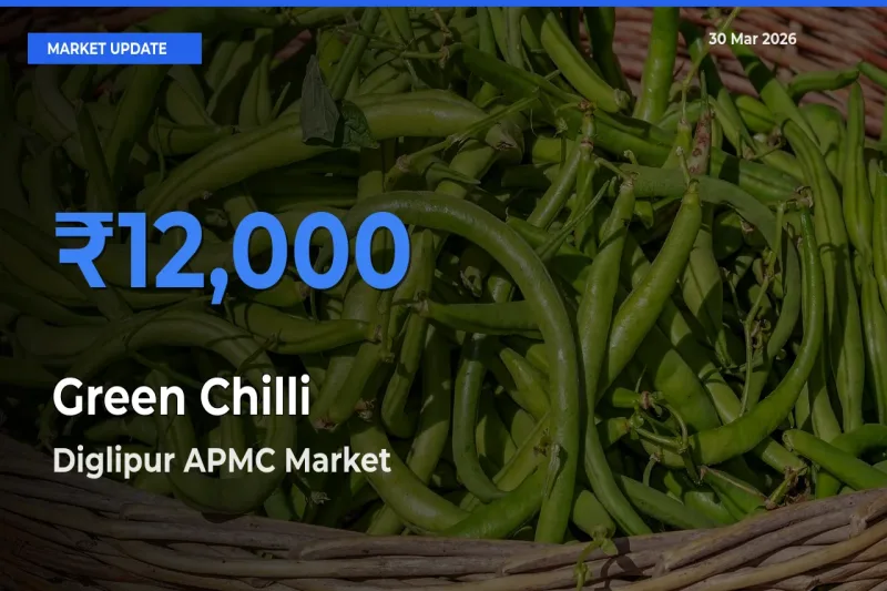 Diglipur APMC Records Highest ₹12,000 Rate for Green Chilli