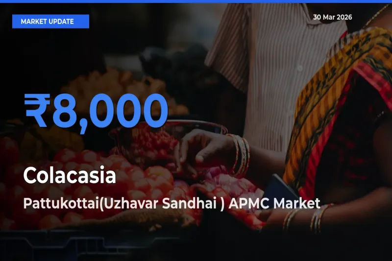 Pattukottai(Uzhavar Sandhai ) APMC Records Highest ₹8,000 Rate for Colacasia