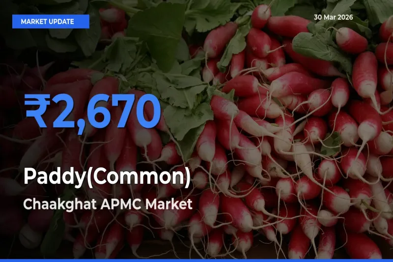 Chaakghat APMC Offers ₹2,670 – Highest Paddy(Common) Rate Today