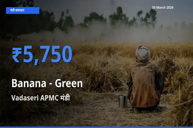Vadaseri APMC मंडी में आज केला - हरा के सबसे ऊँचे दाम दर्ज