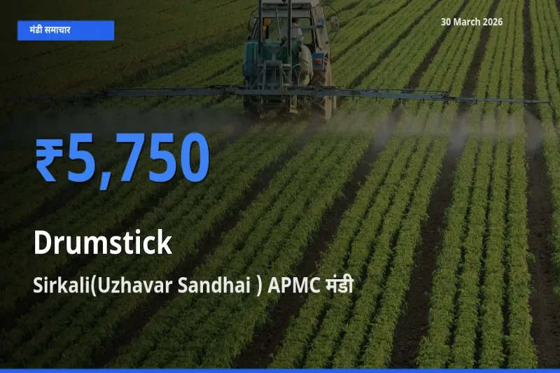 टॉप मंडी बना Sirkali(Uzhavar Sandhai ) APMC! सहजन (मुनगा) के सबसे ऊँचे दाम यहीं दर्ज