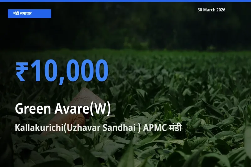 आज हरी सेम के सबसे ऊँचे दाम ₹10,000 Kallakurichi(Uzhavar Sandhai ) APMC मंडी में