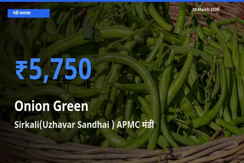 30 March अपडेट: प्याज हरा के सबसे ऊँचे दाम Sirkali(Uzhavar Sandhai ) APMC मंडी में