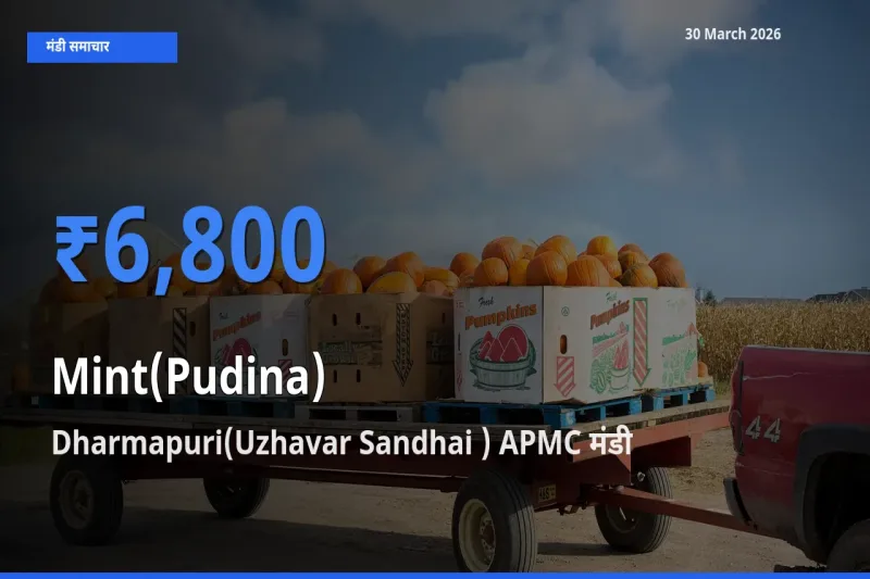 30 March अपडेट: पुदीना के सबसे ऊँचे दाम Dharmapuri(Uzhavar Sandhai ) APMC मंडी में