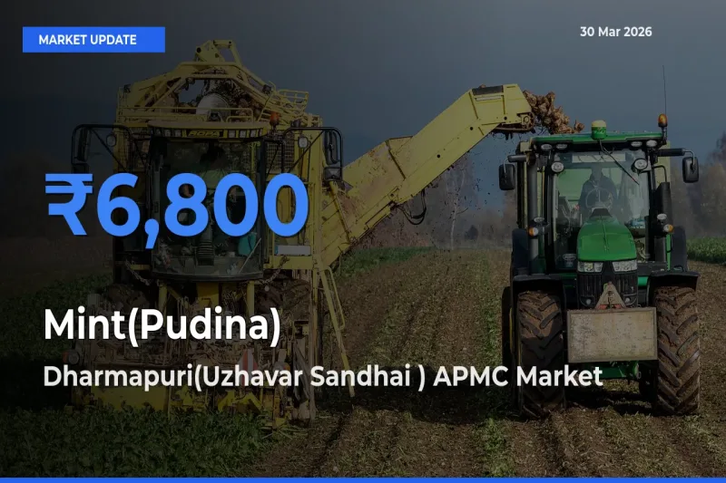 Farmers Prefer Dharmapuri(Uzhavar Sandhai ) APMC as Mint(Pudina) Hits Highest Rate