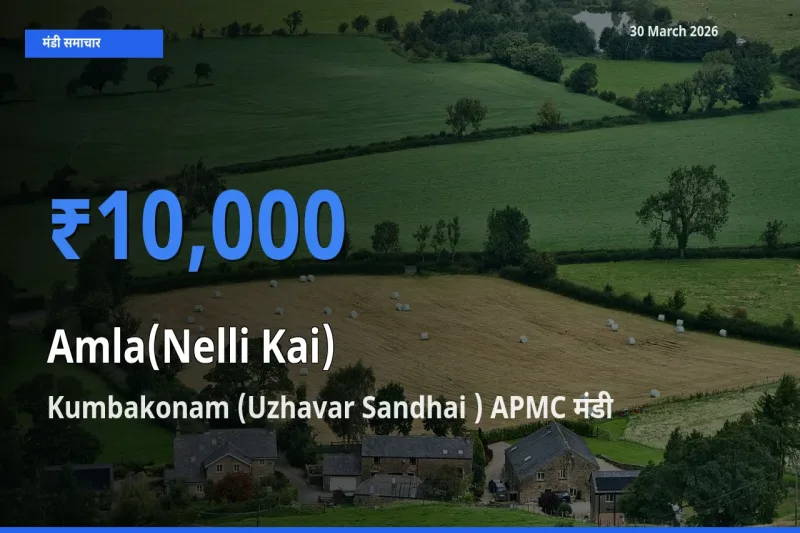 Kumbakonam (Uzhavar Sandhai ) APMC में आंवला का आज सबसे ऊँचा भाव