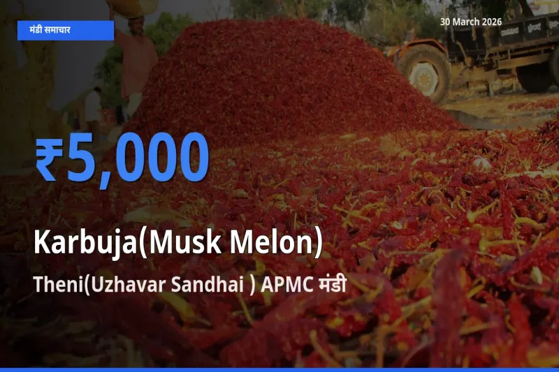 टॉप मंडी बना Theni(Uzhavar Sandhai ) APMC! खरबूजा के सबसे ऊँचे दाम यहीं दर्ज
